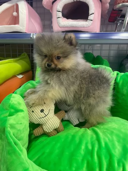 spitz cucciolo vendita | Foto 0