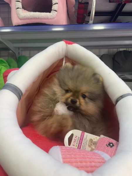 spitz cucciolo 