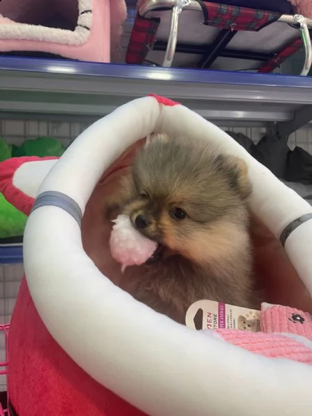 spitz cucciolo  | Foto 0