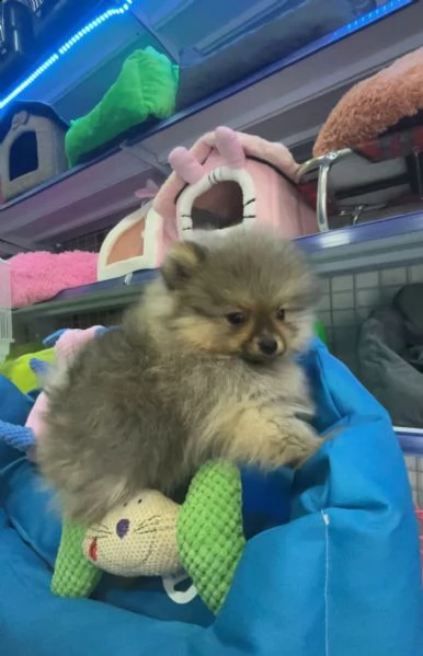 spitz cucciolo per la vendita
