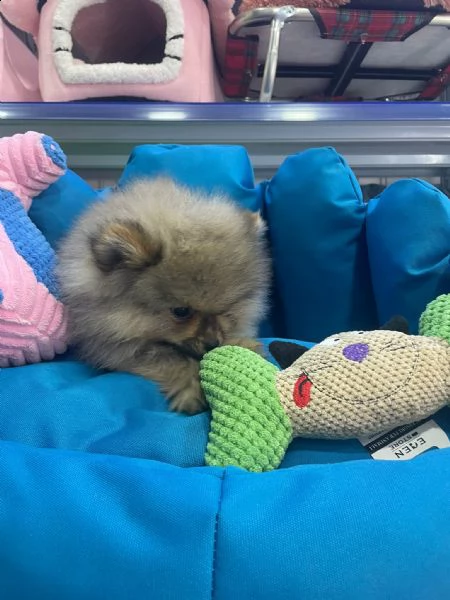 spitz cucciolo per la vendita | Foto 1