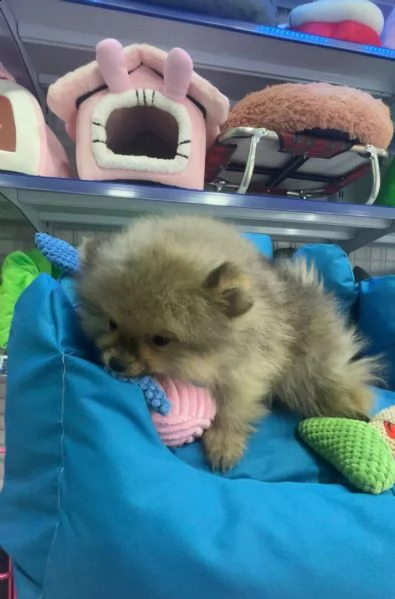spitz cucciolo per la vendita | Foto 0