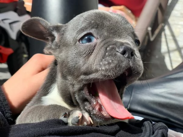 bouledogue cucciolo vendita 