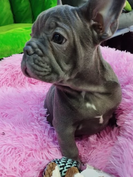 bouledogue cucciolo vendita  | Foto 1
