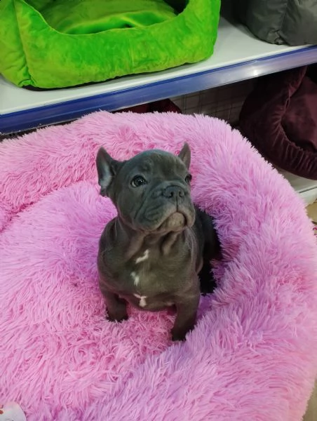 bouledogue cucciolo vendita  | Foto 0