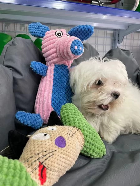 maltese cucciolo vendita  | Foto 1