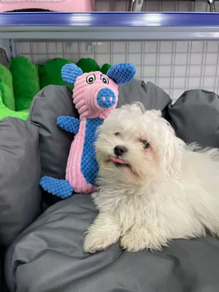 maltese cucciolo vendita  | Foto 0