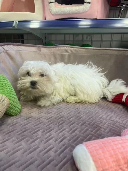 maltese cucciolo vendita 