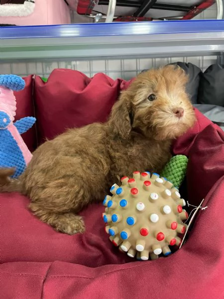 cucciolo barboncino vendita 