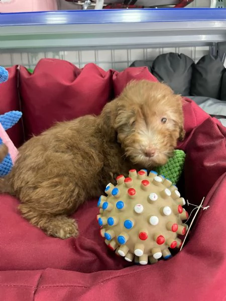 cucciolo barboncino vendita  | Foto 1