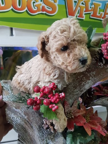cucciolo  di  barboncino | Foto 0