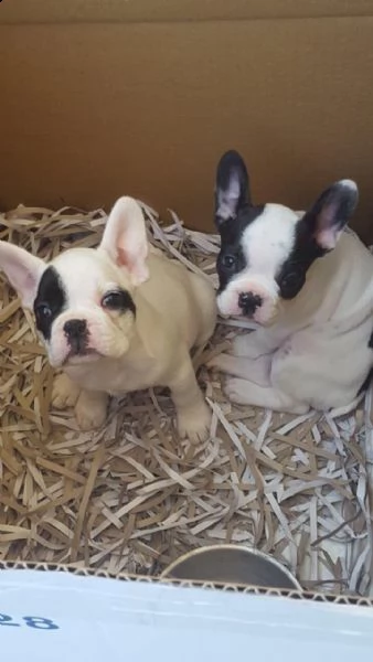 bouledogue cucciolo m/f