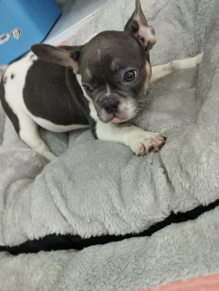 bouledogue cucciolo m/f | Foto 0
