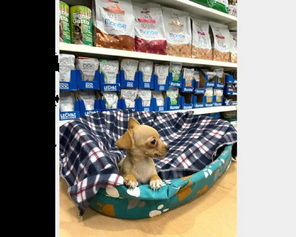 chihuahua cucciolo.