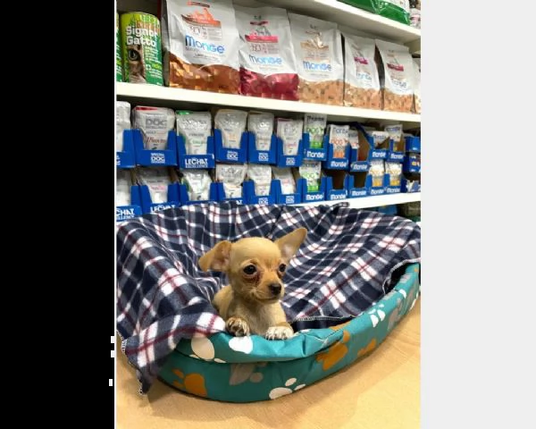 chihuahua cucciolo. | Foto 1