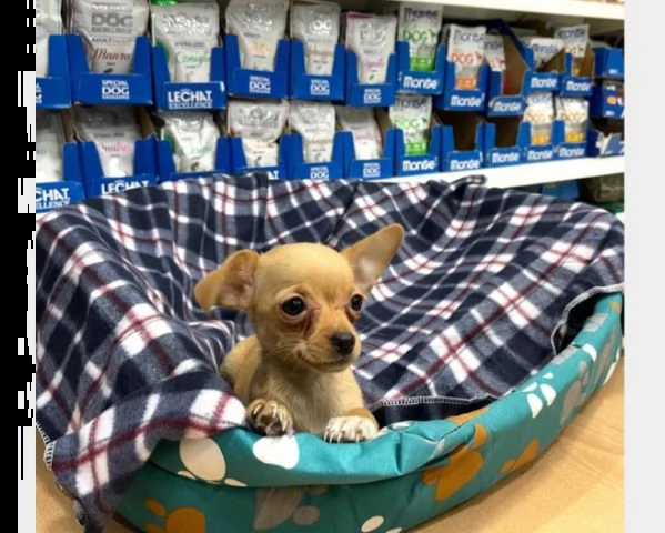 chihuahua cucciolo. | Foto 0