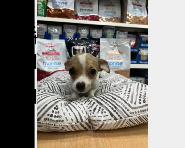 chihuahua cuccioli tre mesi | Foto 1