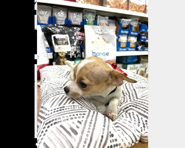 chihuahua cuccioli tre mesi