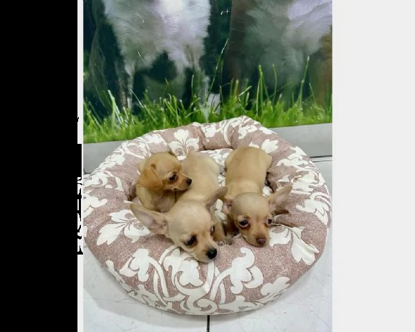 chihuahua cuccioli tre mesi | Foto 0