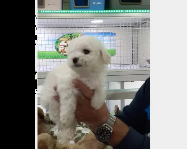 maltipoo cuccioli..
