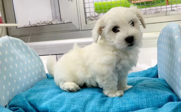 maltipoo cuccioli.. | Foto 1