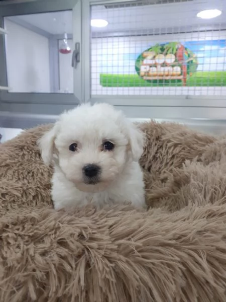 maltipoo cuccioli.. | Foto 0