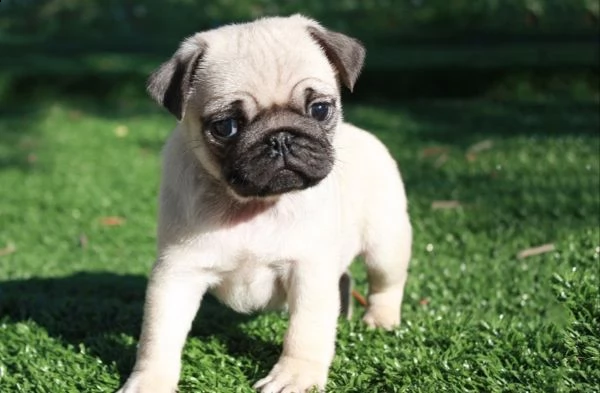 carlino cucciolo tre mesi | Foto 1