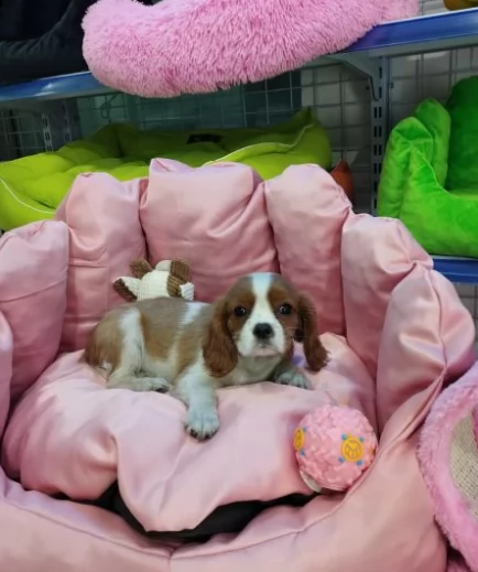cavalier king cuccioli di tre mesi