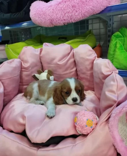 cavalier king cuccioli di tre mesi | Foto 1