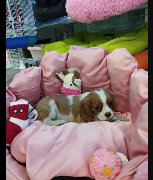 cavalier king cuccioli di tre mesi | Foto 0