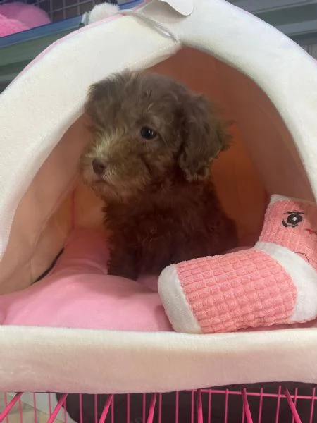 barboncino cucciolo di tre mesi  | Foto 1