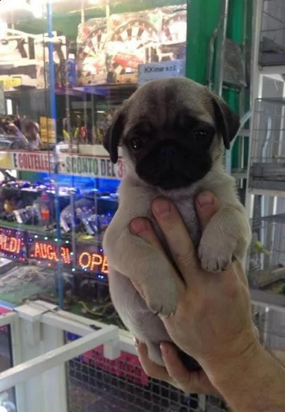 carlino cuccioli maschio/femmina  | Foto 0