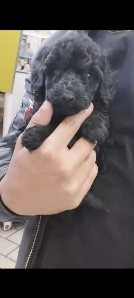 cuccioli barboncino 