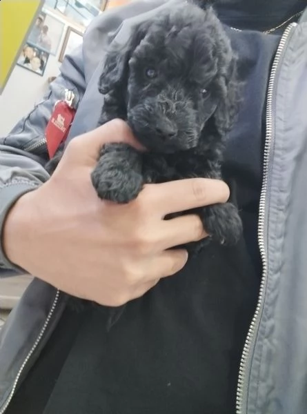 cuccioli barboncino  | Foto 1