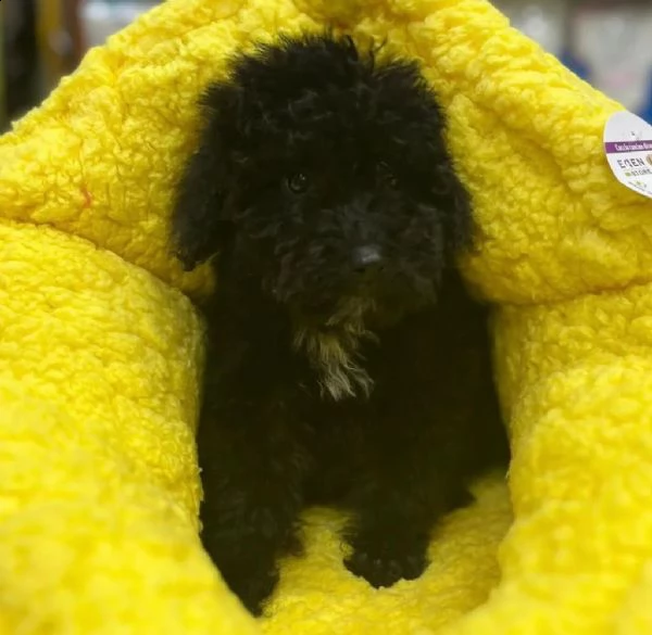 cuccioli barboncino  | Foto 0