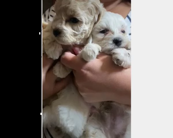 maltese tre mesi già sverminato | Foto 1