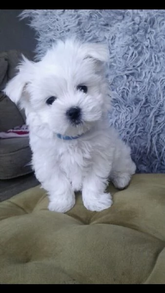 maltipoo cuccioli bellissimi | Foto 1