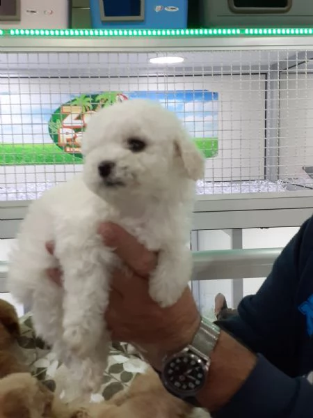 maltipoo cuccioli bellissimi | Foto 0