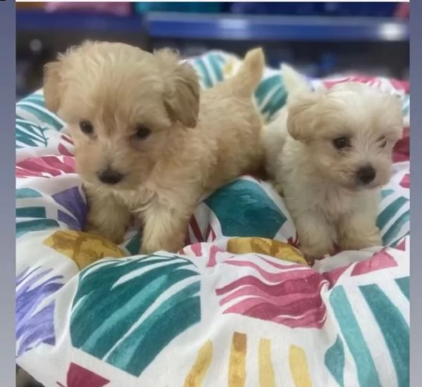 maltipoo cuccioli bellissimi