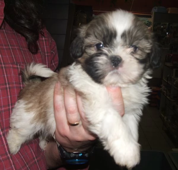 shitzu cuccioli 