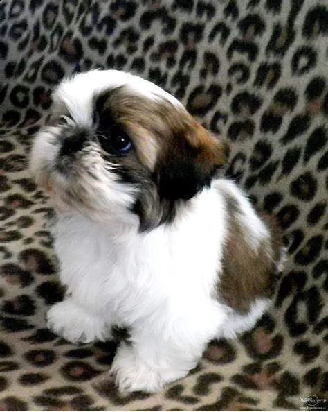 shitzu cuccioli  | Foto 1