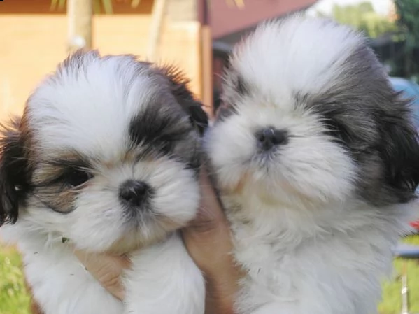 shitzu cuccioli  | Foto 0