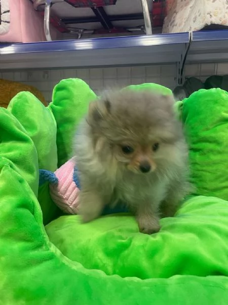 spitz  | Foto 1