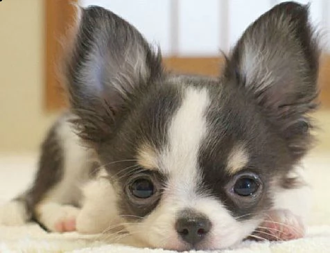 chihuahua .-