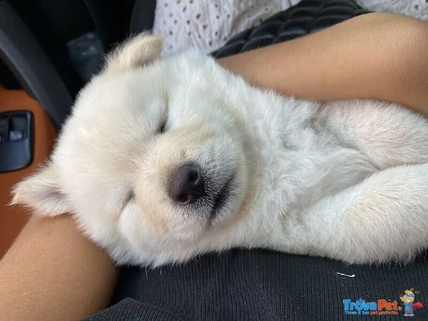 chow chow +