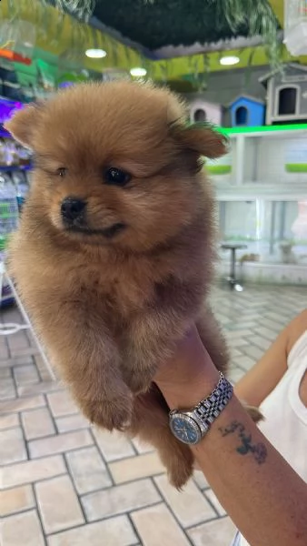 chow chow ::