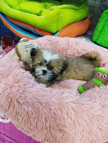 shih tzu -,-.