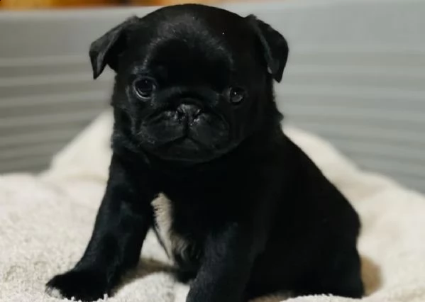 carlino blak 