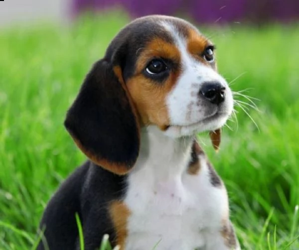 beagle -.ç