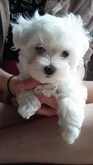maltese toy --.